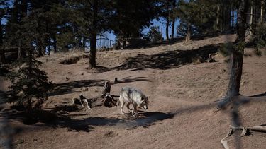 Un lobo gris, deambula en su recinto en el Colorado Wolf and Wildlife Center (CWWC) en Divide, Colorado, el 28 de marzo de 2023. 