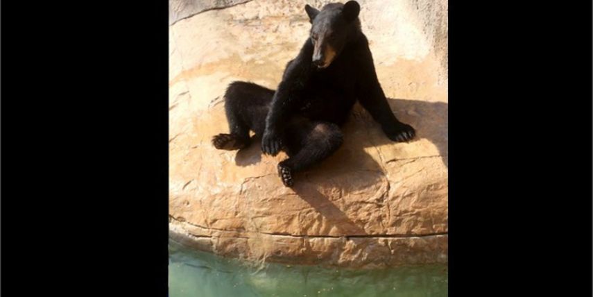 Oso escapa a estanque de las focas en Texas (AP)