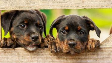 Amores perros: el valor de tu mascota