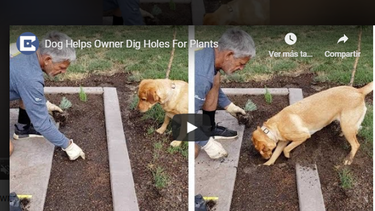 Un perro se convierte en el mejor ayudante en las labores de jardineria.&nbsp;