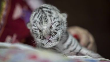 Marina Arguello cuida a una tigre blanca recién nacida llamada Snow en el Zoológico Nacional de Masaya, Nicaragua, el 5 de enero de 2021. &nbsp;