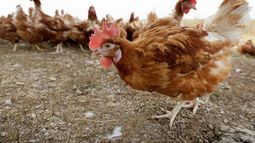 Gallinas caminan en una granja orgánica cerca de Waukon, Iowa.