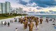 ReefLine, Elephant Family y Art&Newport presentan Star Compass, una serie de tres instalaciones de arte público a gran escala en Miami, el 2 de diciembre de 2024.