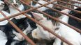 Esta foto tomada el 25 de agosto y publicada el 31 de agosto de 2022 por Vshine/Humane Society International muestra gatos entre 150 gatos rescatados por la policía del comercio de carne de gato en Jinan, en la provincia oriental china de Shandong. &nbsp;