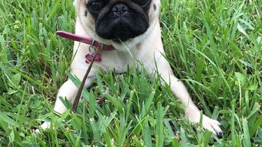 Los más peludos muchas veces se convierten en los reyes del hogar, como esta Pug Carlino llamada Mía Lulu. 