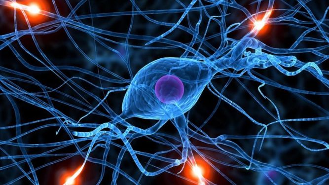 El estudio se hizo con la colaboraciòn de la&nbsp; Universidad de Barcelona y el Instituto de Biología Molecular de Barcelona (IBMB-CSIC),