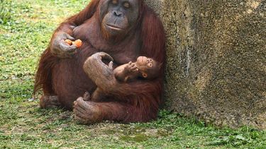 Fotografía remitida a medios de comunicación exclusivamente para ilustrar la noticia a la que hace referencia la imagen, y citando la procedencia de la imagen en la firma &nbsp;