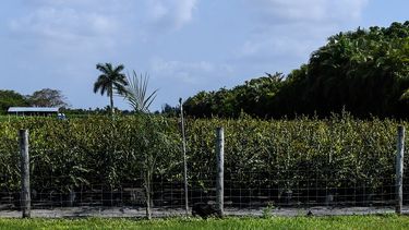El 90% de los obreros agr&iacute;colas vinculados al sector de plantas ornamentales en Homestead, Florida, perdieron su trabajo por la pandemia de COVID-19.