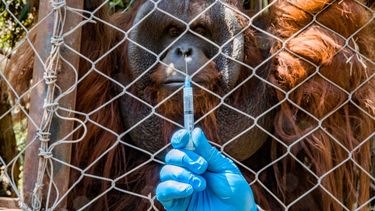 Un orangután de Borneo llamado Sandai observa a un trabajador que sostiene una jeringa con una dosis de una vacuna experimental contra COVID-19 fabricada por el laboratorio veterinario Zoetis durante un simulacro de vacunación para los animales en el zoológico de Buin en Buin, Chile.
