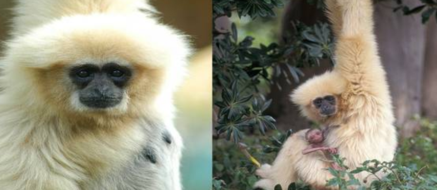 Durante su vida en el zoológico, Prisilla produjo ocho crías que, desde entonces, se han reproducido al crear sus propias familias.