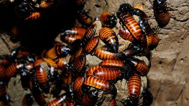 Sugieren demostrar tu amor con una cucaracha