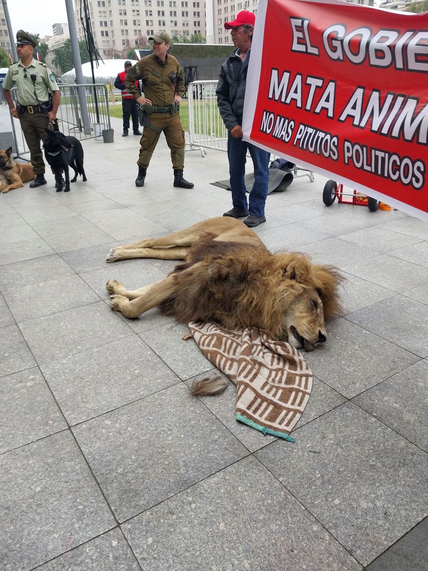 El cuerpo del león Zeus, de 14 años, yace afuera del palacio presidencial de La Moneda adonde fue colocado por el propietario del zoológico donde vivía en Santiago, Chile, el viernes 20 de enero de 2023