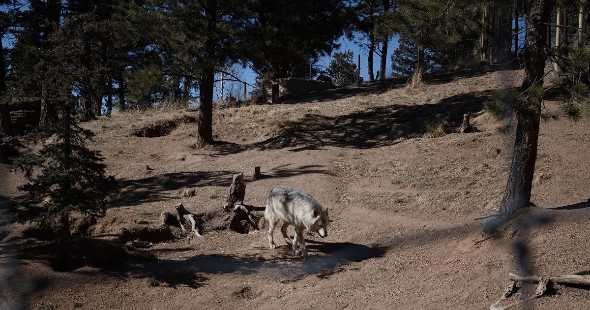 Lobos acechan a granjeros en Colorado