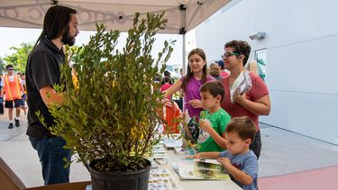 Programa de foerstación Adopte un árbol, Miami-Dade.