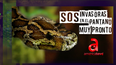 Imagen promocional de la serie SOS: Invasoras del pantano, que América Tevé estrena el 21 de junio.&nbsp;
