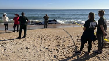 Esta foto proporcionada por la Oficina del Sheriff del condado de Flagler muestra una orca muerta en Palm Coast, Florida, el miércoles 11 de enero de 2023. Según las autoridades, la orca de 6,4 metros (21 pies) murió después de varar.&nbsp;
