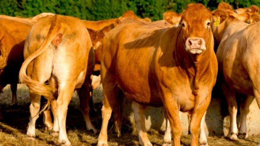 &nbsp;El mayor peligro que tenemos nosotros en este momento, sin duda alguna, es el contrabando de ganado sobre todo de Venezuela hacia Colombia, advirtió el presidente colombiano, Juan Manuel Santos