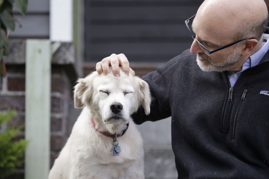 Esta foto del lunes 11 de noviembre del 2019 muestra a Daniel Promislow, investigador de la Facultad de Medicina de la Universidad de Washington y principal investigador del Proyecto de Envejecimiento de Perros, al lado de Frisbee en su casa de Seattle.&nbsp;