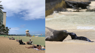 A la izquierda, varias personas sentadas detrás de una zona restringida de la playa Kaimana donde una foca monje dio a luz, en Honolulu, Hawai, el jueves 20 de abril de 2023. En la derecha, una foca monje hawaiana y su cachorro recién nacido en la playa de Waikiki en Honolulu, el 29 de junio de 2017.&nbsp;