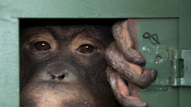 Tailandia anuncia freno de comercio de animales para evitar pandemias