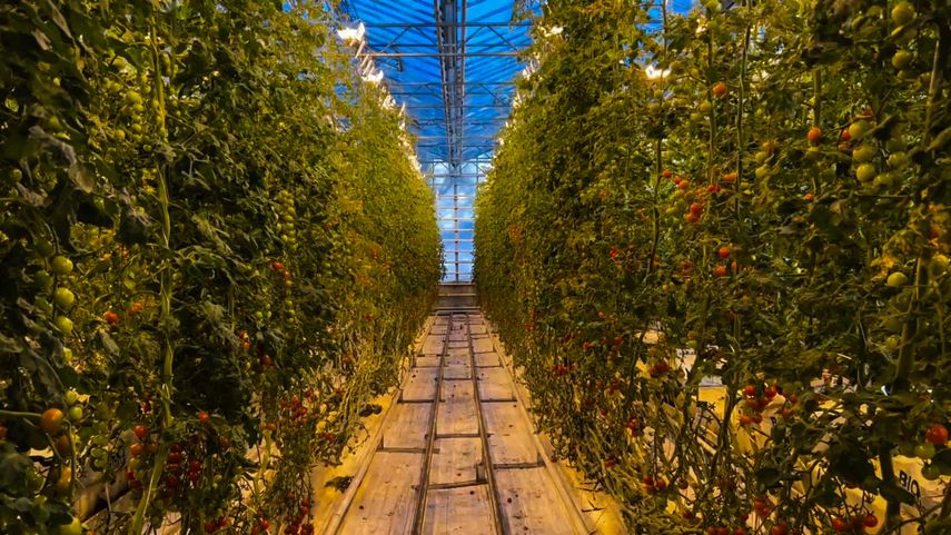 Fridheimar Tomato Farm , Islandia.