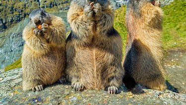 Imagen referencial. Marmotas en su hábitat.&nbsp;