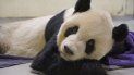 En esta fotografía proporcionada por el Zoológico de Taipéi, se muestra al panda gigante Tuan Tuan en el suelo de su recinto, el sábado 19 de noviembre de 2022 en Taiwán.