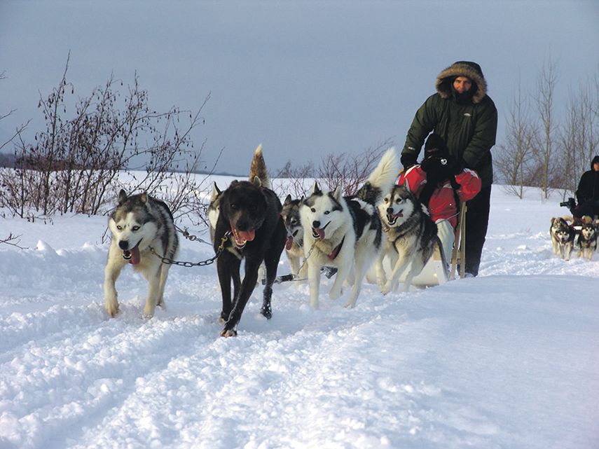 Hay carreras de trineos tirados por perros, así como paseos en ellos por la gran planicie nevada. (J.HDEZ.)