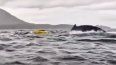 Momento antes de que la ballena atrapara momentáneamente al joven en su boca.&nbsp;