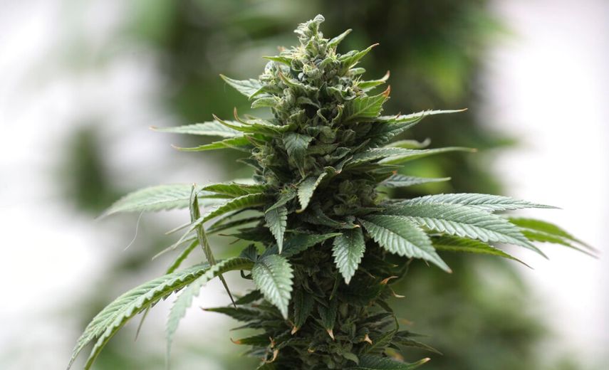 En esta imagen del mi&eacute;rcoles 6 de noviembre de 2019, una planta de cannabis crece en un peque&ntilde;o invernadero en Quito, Ecuador, el jueves 7 de noviembre de 2019.