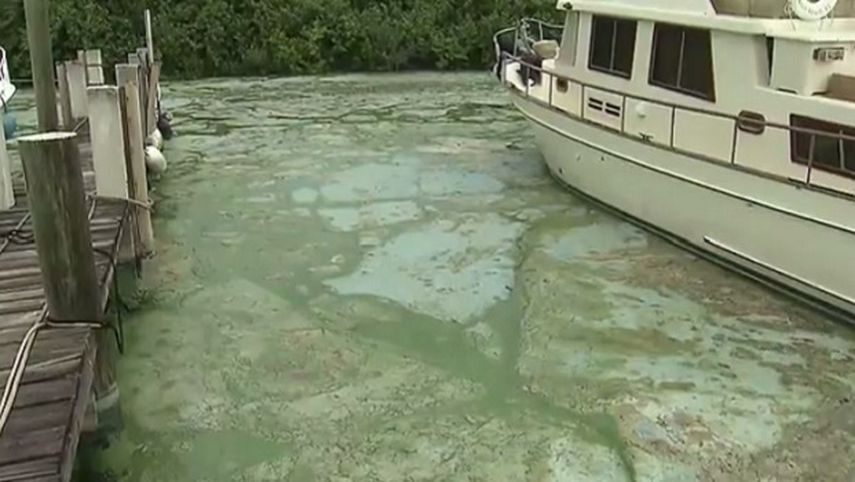 Captura de video que muestra la proliferación de las algas verdes en Florida. (CORTESÍA/Local10.com)