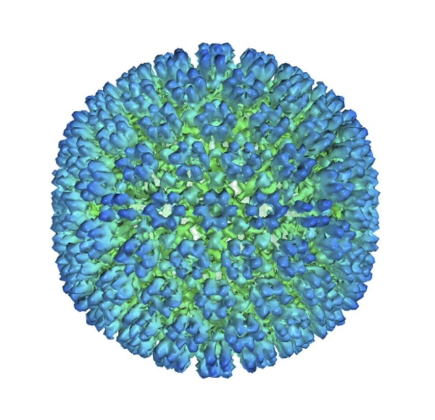 Esta imagen proveída por el Departamento de Salud de Estados Unidos muestra una ilustración de la capa exterior del virus Epstein-Barr, uno de los virus más comunes en el mundo. Nuevos estudios muestran fuerte evidencia de que la infección con Epstein-Barr puede enviar a algunas personas en el camino hacia la esclerosis múltiple.