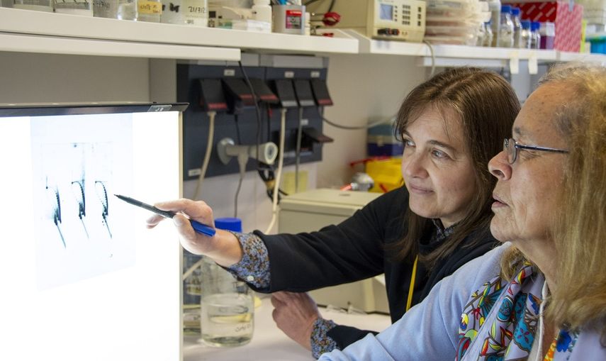 El equipo de investigadores del ISCIII han identificado qué cambios en el genoma (metilación de A ó en C en la secuencia GATC) inhiben la actividad de la girasa, una enzima esencial de S. pneumoniae, sobre la que actúan las fluoroquinolonas. &nbsp; &nbsp;