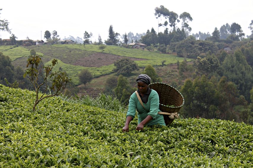 Pequeños agricultores de la provincia central de Muranga, al norte de Nairobi, luchan cada día para combatir el&nbsp;cambio&nbsp;climático