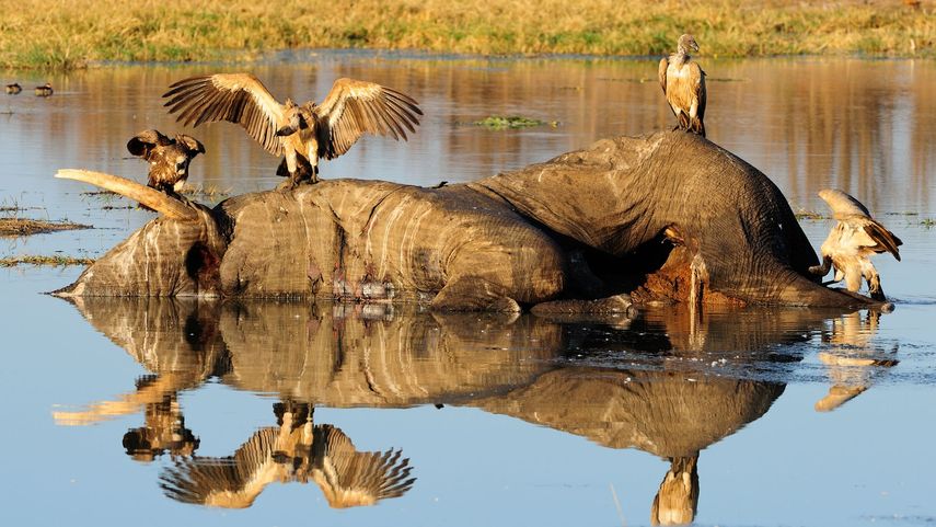 Más de 200 elefantes muertos en Kenia en nueve meses por la sequía