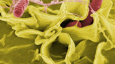 Bacteria de Salmonella.