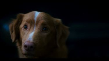 Escena del filme Good Boy del cineasta Ben Leonberg.