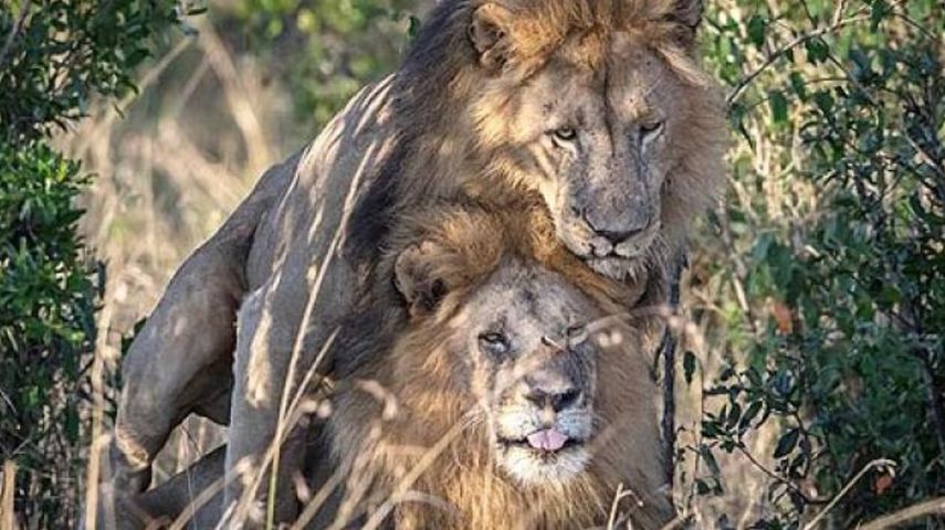 Dos leones del parque natural&nbsp;Masai Mara, al sur de Kenia, fueron captados en cámara con un comportamiento presuntamente gay.