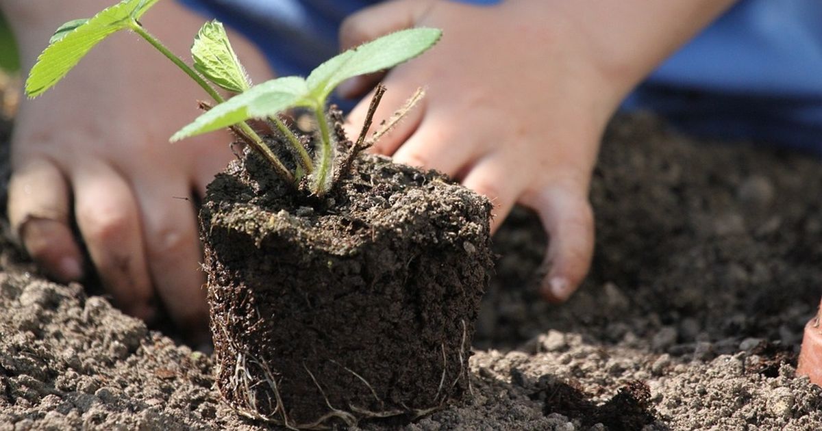 Descubre el poder de los huertos caseros: salud mental y ambiental en armonía