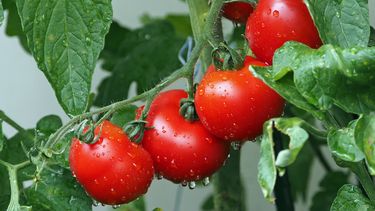 Avances genéticos para cultivar alimentos a pesar de la sequía