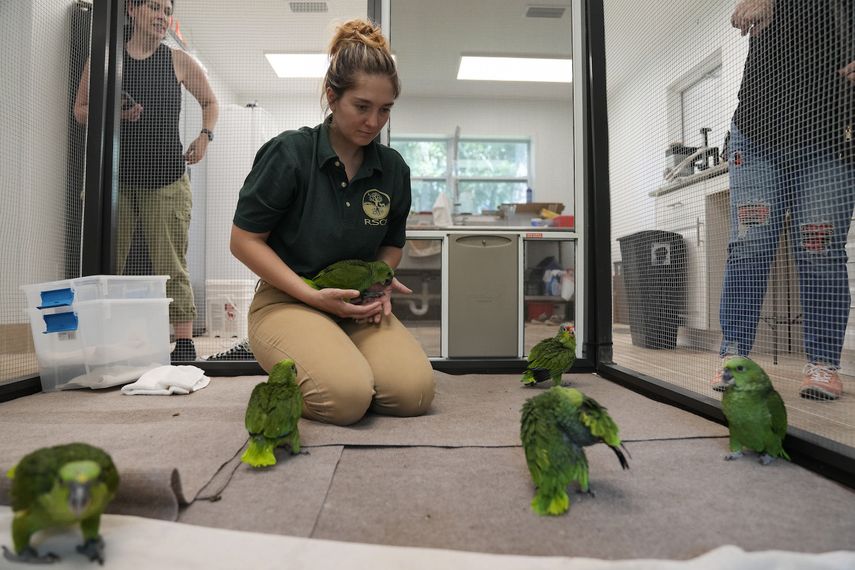 Carolyn Page Smith, especialista en cuidado de animales en la Fundación de Conservación de Especies Raras atiende a amazonas frentirrojas y nuquigualdas en Loxahatchee, Florida, el viernes 19 de mayo de 2023. Según documentos judiciales, un contrabandista fue detenido en marzo con 29 huevos de loro en el Aeropuerto Internacional de Miami, cuando los pollos empezaron a salir del cascarón.&nbsp;