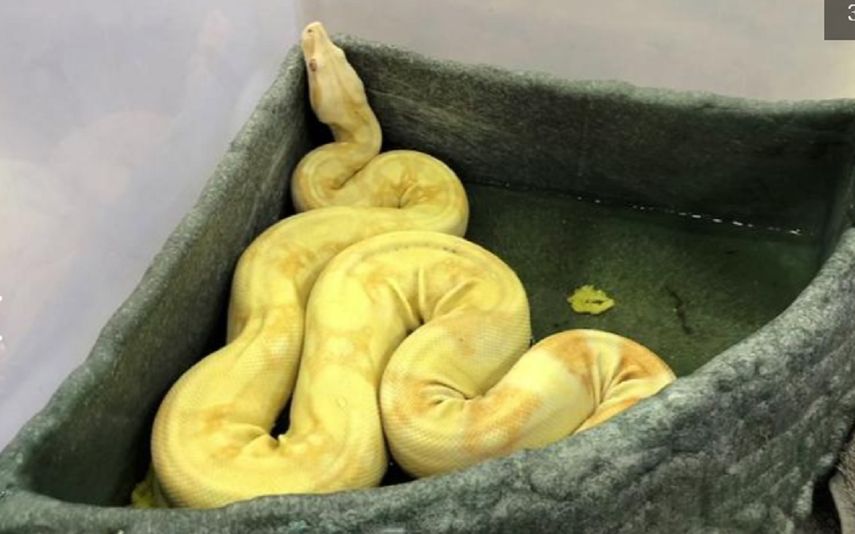 El descubrimiento encabeza la lista de cosas extrañas que llegan a este centro.