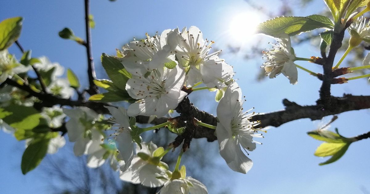 ¿Cuándo empieza la primavera de 2025?
