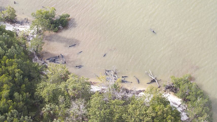 La zona donde los cetáceos quedaron varados fue cerrada por el Servicio de Parques Nacionales. Las autoridades investigan las causas del incidente, del que solo se conocen dos hecho similares en Florida.