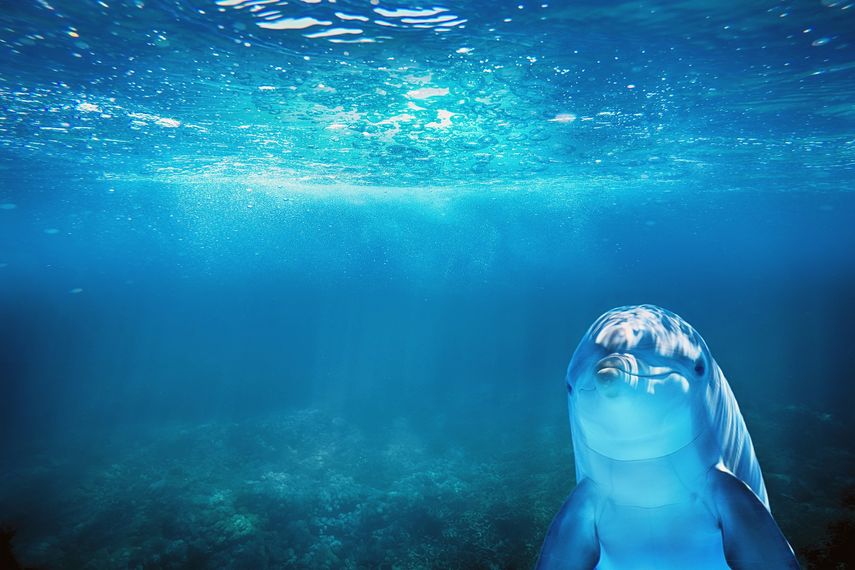 Especies como ballenas, delfines y tortugas marinas se encuentran entre las amenazadas por las redes de pesca. 