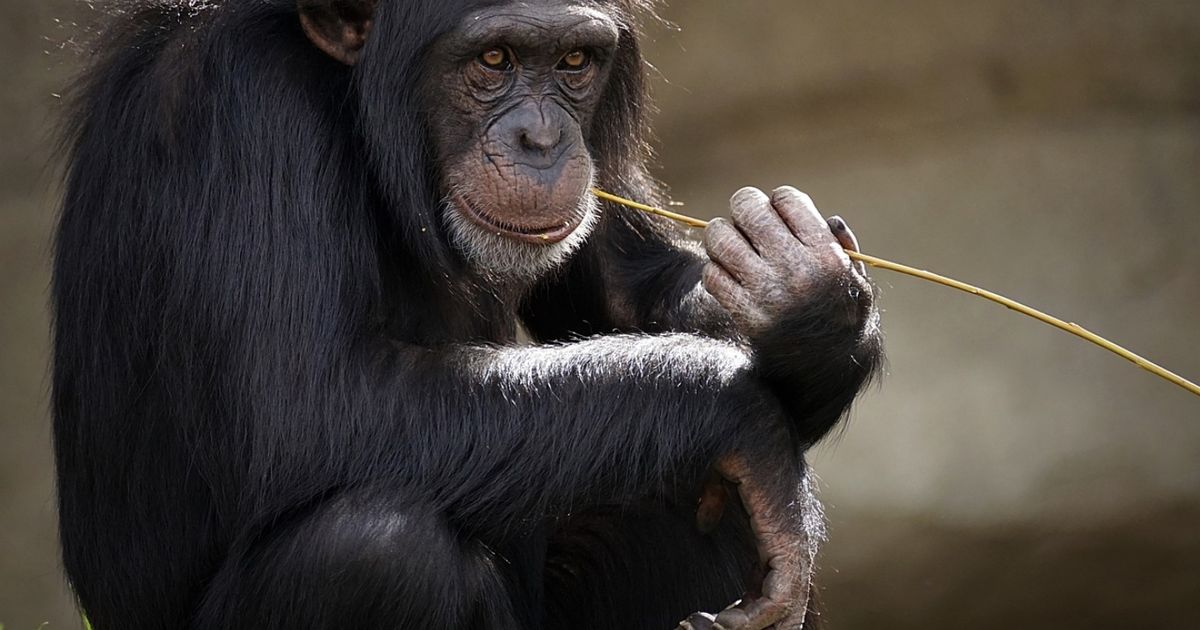 Cierre Del Vivero Del Mono Arriba. Monos Exóticos En El Zoológico Imagen de  archivo - Imagen de monos, vivero: 201872909