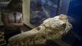 Identifican restos de una ballena de hace 36 millones de años