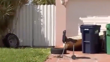 Exterior de la vivienda donde se habrían encontrado restos humanos.&nbsp;