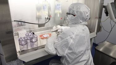 Los doctores probaron el virus en ratones. (AP)