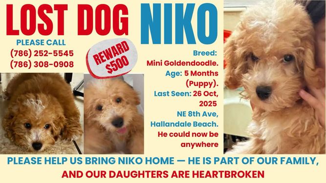 La familia de Niko lo busca sin descanso. 